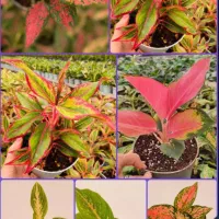 فروش گل آپارتمانی، عمده و جزئی