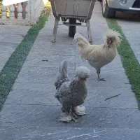 مرغ گلین۲تاابریشمی۱ برهما