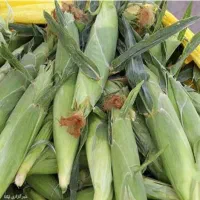 بادمجان ریز و درشت شیرین،بلال شیرین(داوطلبانه)|خوردنی و آشامیدنی|پاکدشت, پاکدشت (مامازند)|دیوار