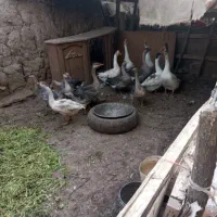 فروش قوغاز چینی و لیندادورگه اوکراینی