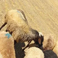 قوچ افشاری