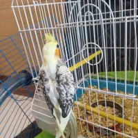 عروس هلندی معاوضه با قناری یا سهره یا گرینچیک|پرنده|چهارباغ, |دیوار