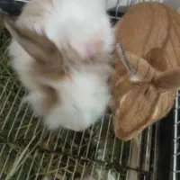 خرگوش فروشی