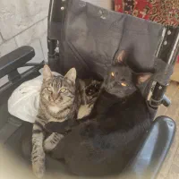 واگذاری|گربه|مشهد, کارگران|دیوار