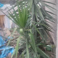 فروش گل یوکا