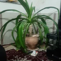 گل ذرتی