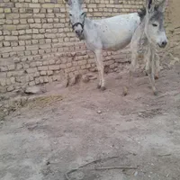 دوعددالاغ ودوعددکره نروماده گله ای به شرط|حیوانات مزرعه|گلپایگان, |دیوار