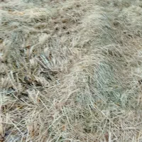 پوشال برنج
