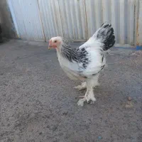 خروس برهما لایت