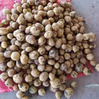 سیب متوسط سیب زمینی درهم|عمده‌فروشی|بهار, |دیوار