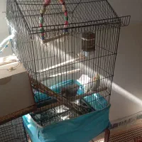 عروس هلندی مولد رو تخم|پرنده|حبیب آباد, |دیوار