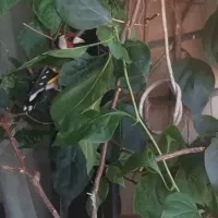 سهره نر ..ماده قناری