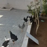 مرغ وخروس گلین لری|حیوانات مزرعه|شیراز, حومه شیراز|دیوار