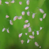 دافنی ماگنا زنده