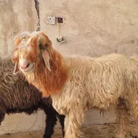 قوچ گله|حیوانات مزرعه|مسجد سلیمان, |دیوار