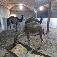 ۳تا دیلاق دوتانر یکی ماده دونه ای ۱۱۷۰۰۰۰۰۰