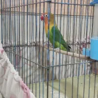 طوطی برزیلی نر
