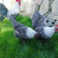 براکل سیلور بلژیکی (مرغ زینتی)|حیوانات مزرعه|اهواز, زیتون کارمندی|دیوار