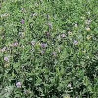 یونجه  ریز
