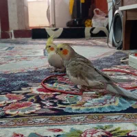 عروس هلندی دو نر  به همراه قفس و تجهیزات کامل