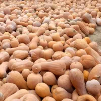 کدوحلوایی روستای بیار(دست چین)