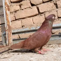 کبوتر صرب نر|پرنده|بکتاش, |دیوار