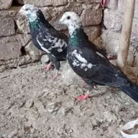 کبوتر سوسکی