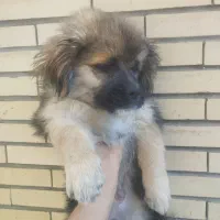 توله سگ|سگ|تبریز, |دیوار