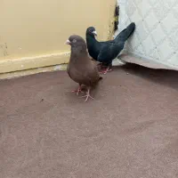 دو عدد نر المانی و افغانی|پرنده|قرچک, داوود آباد|دیوار