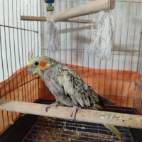 یه جفت پرنده با قفس و لوازم|پرنده|ملایر, |دیوار