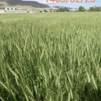 زمین کشاورزی دیم|فروش دفتر صنعتی، کشاورزی، تجاری|ماهیدشت, |دیوار