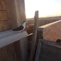 دم گیر|پرنده|اصفهان, قهجاورستان|دیوار