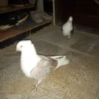 کبوتر پشتی|پرنده|جغتای, |دیوار