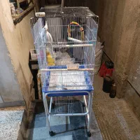 جفت عروس هلندی با قفس و پایه|پرنده|علیآباد کتول, |دیوار