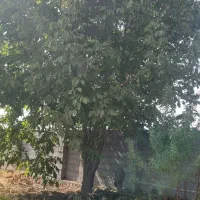باغ شهری فاروق|فروش خانه و ویلا|سیدان, |دیوار