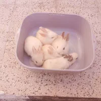 بچه خرگوش لوپ ناز و کوچولو|موش و خرگوش|نیشابور, ده حلاج|دیوار