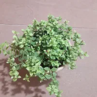 گلها سالم و درحال رشد