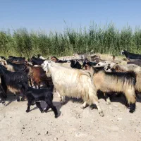 ۴۶راس بزکهره دار وابستن جوان وهیکلی ناز مخصوص داشت