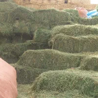 یونجه همدان|حیوانات مزرعه|وحیدیه, |دیوار