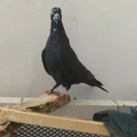 کبوتر تهرانی.