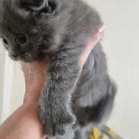 گربه اسکاتیش فولد