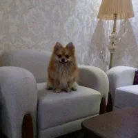 پامرانین نر جهت کشش