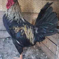 خروس سیاه