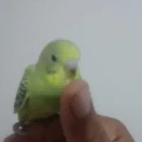 فروش 1جوجه مرغ عشق سرلاکی 30روزه|پرنده|بندرعباس, |دیوار