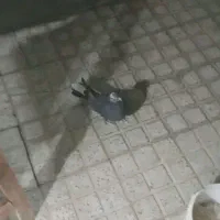 ماده|پرنده|شهرکرد, |دیوار