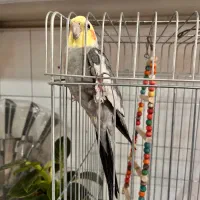 عروس هلندی نر
