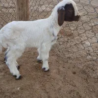 بره نر