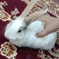 خرگوش|موش و خرگوش|ارومیه, |دیوار