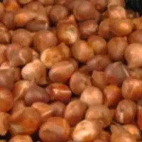 پیاز گل نرگس  کازرون قیمت ۱۵۰تومان|گل و گیاه طبیعی|شیراز, شاپورجان|دیوار
