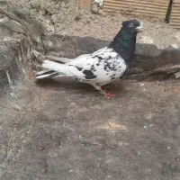 کبوتر|پرنده|چناران, |دیوار